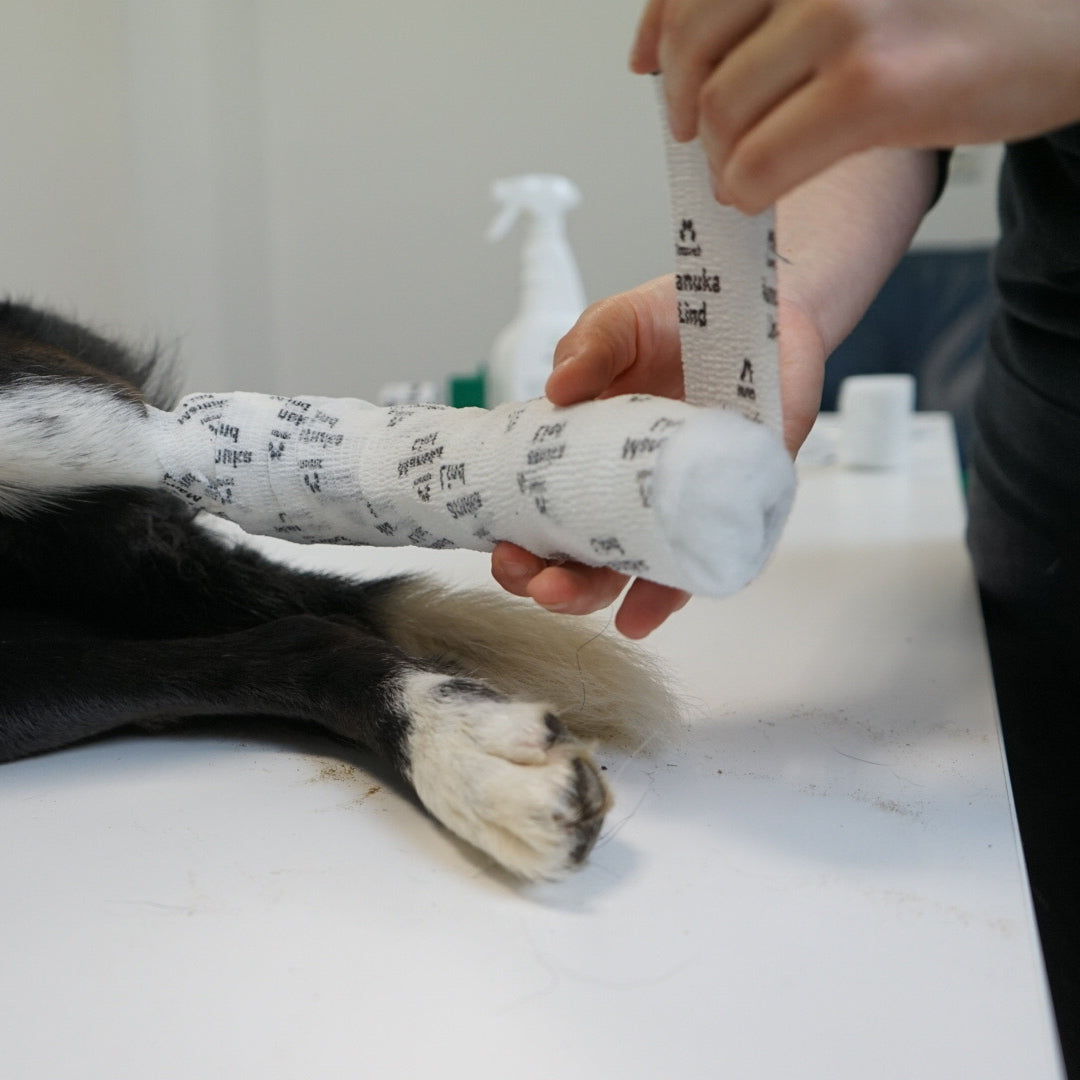 On Demand Webinar: Mit Sicherheit helfen - erste Hilfe bei Hund und Katze (Teil 1)