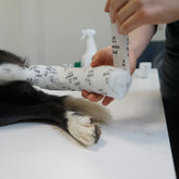 On Demand Webinar: Mit Sicherheit helfen - erste Hilfe bei Hund und Katze (Teil 1)