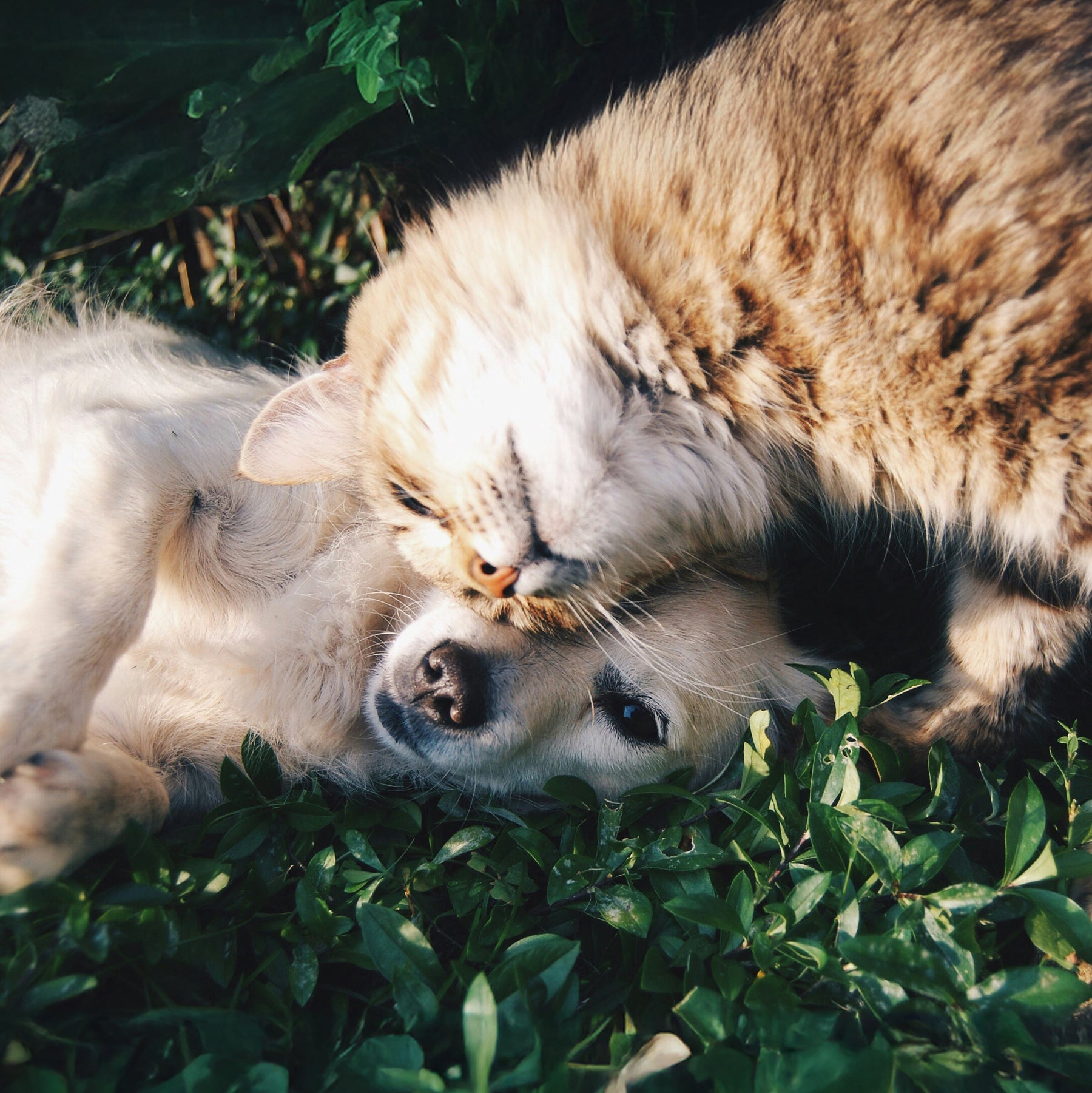 Mit Sicherheit helfen - erste Hilfe bei Hund und Katze (Teil 2)